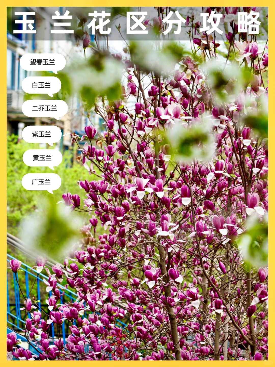 如何区分玉兰花品种？简单实用分辨指南