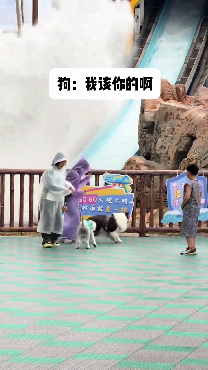 狗：我该你的啊。