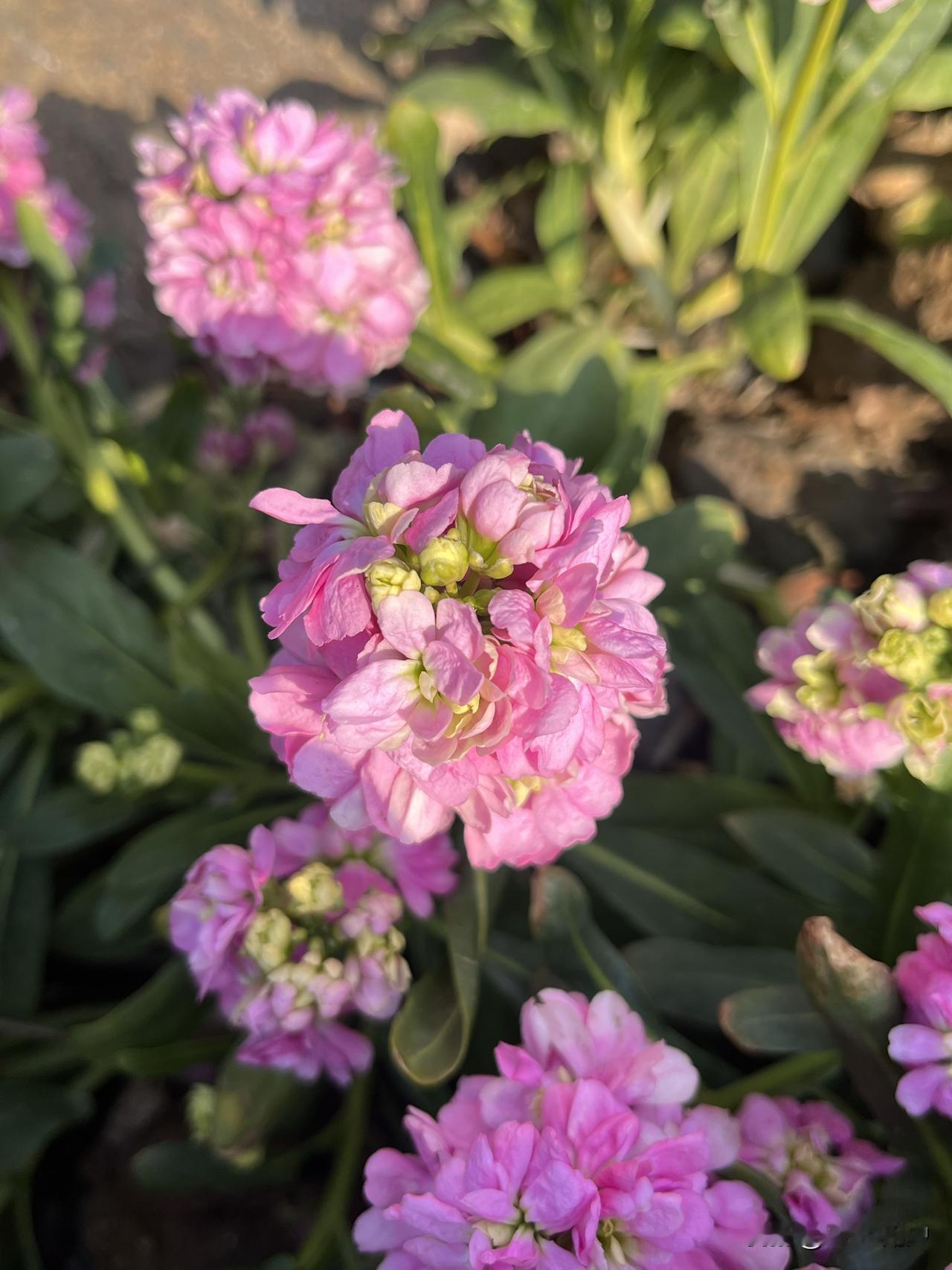 骏马启程得现金我正在参加骏马启程分50万春节活动。完成任务使骏马加速，累计里程越