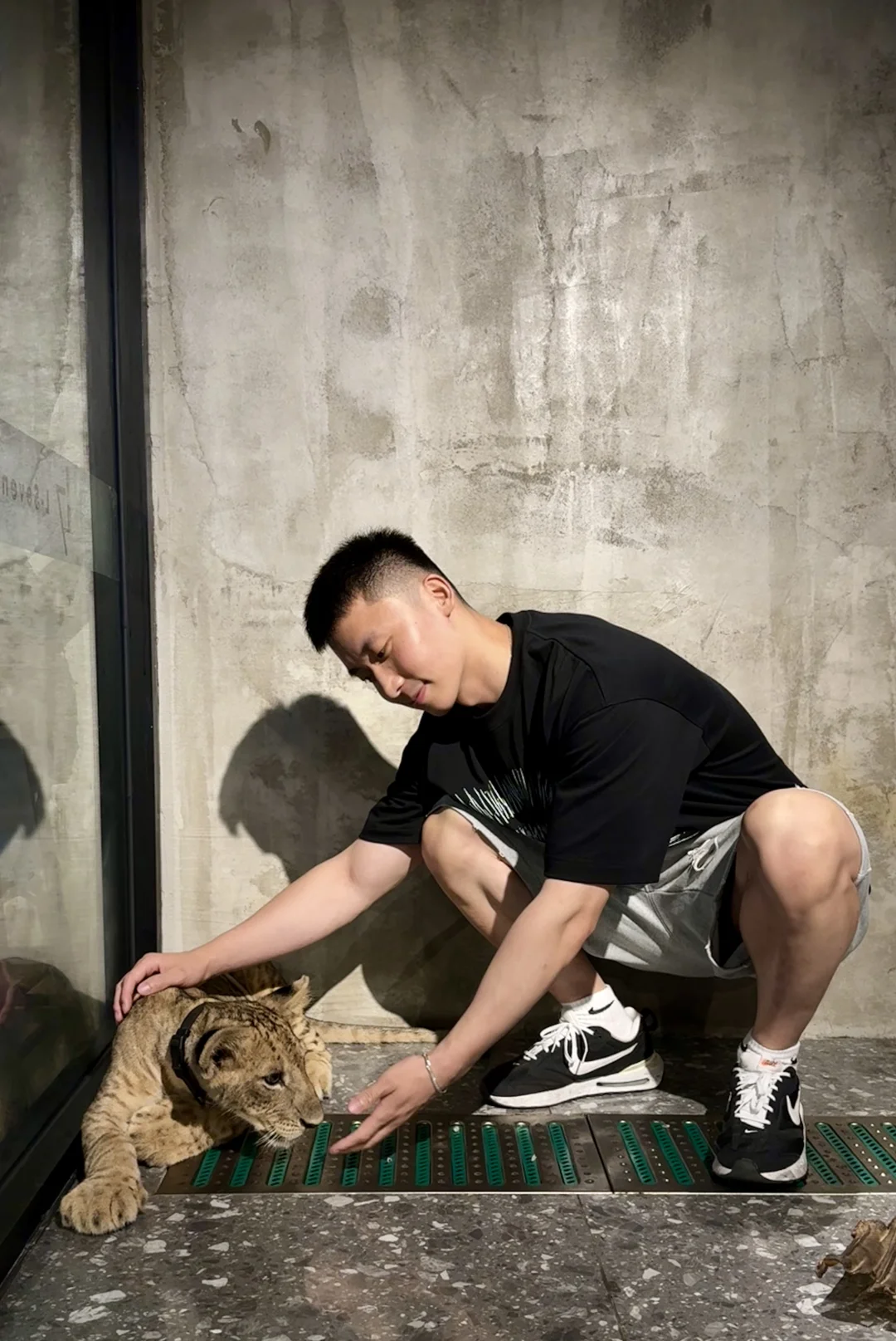 抓到一只凶凶的大可爱🦁
