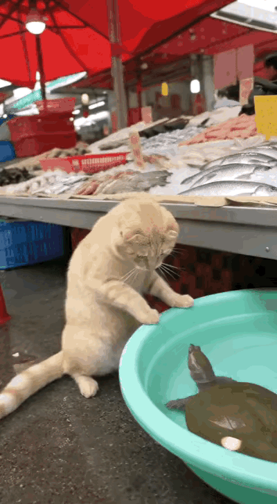 一名男子带着自家的猫咪去菜市场，猫咪在水产摊前徘徊，希望能找点小鱼小虾吃。猫咪被