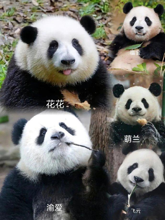 这五位聚在一起，是不是能让人把动物园挤炸了！ 