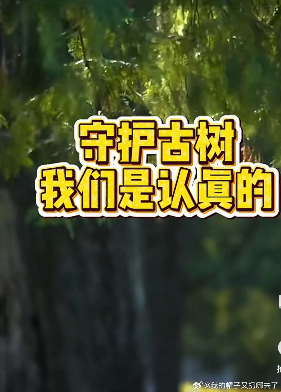 北京天坛一根木头护古树天坛为守护古树不施农药，巧用一根木头作为诱捕载体，以物理方