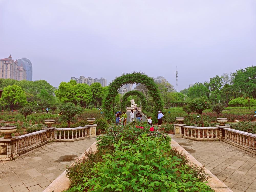 【蔷薇已含苞待放部分零星开花】4月10日，在武汉和平公园月季园看到，已有月季、蔷
