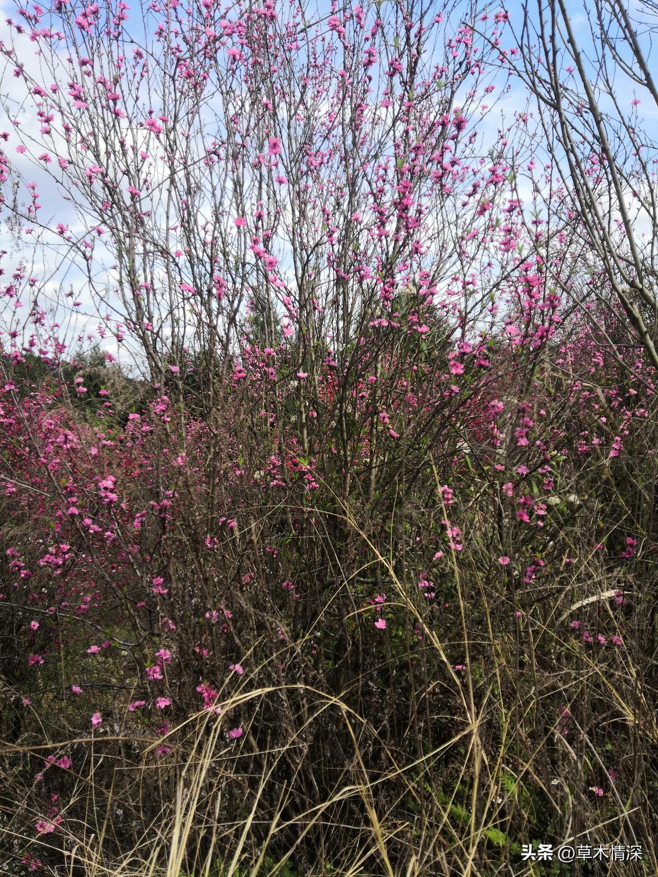 桃花是什么季节开的这里是四川红泉桃花谷，很美的地方，不过这里是农村，所以季节开花