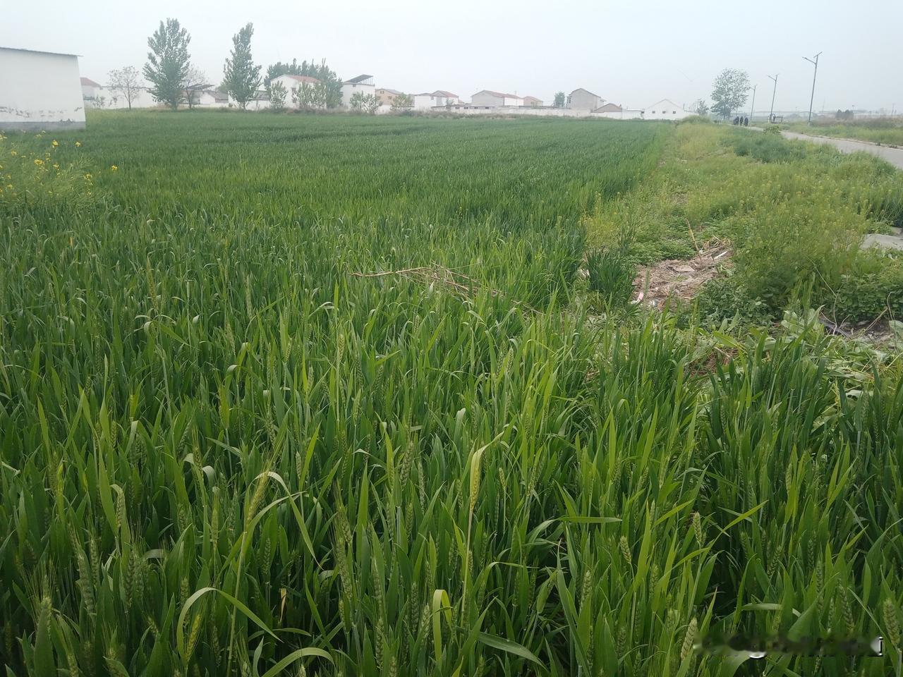 老农谚
三月怕初一
三月怕初一，无雨人口稀
三月初一无雨民发愁，天干夏旱减收成