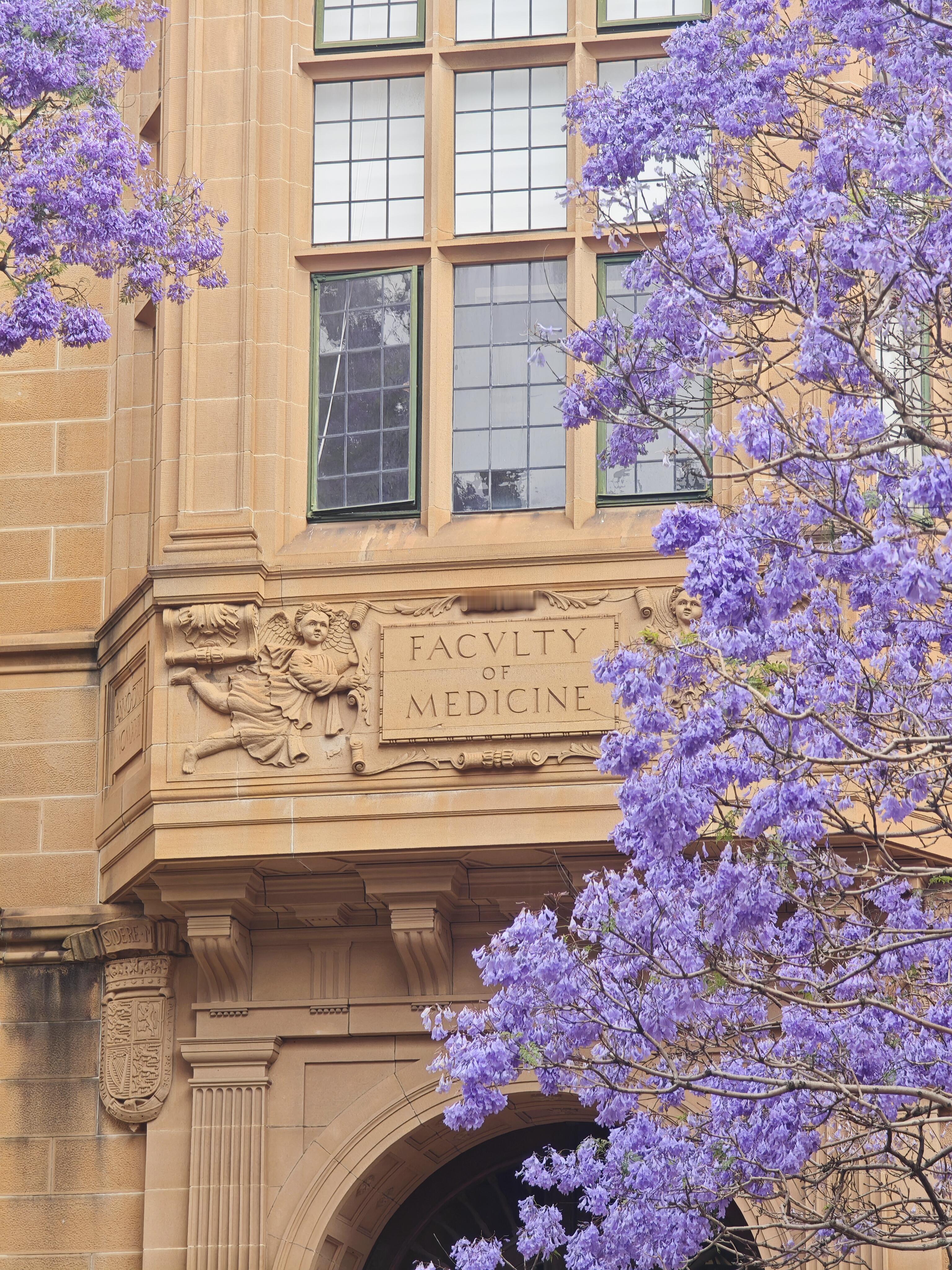 悉尼大学的蓝花楹封神了，比这一棵更美的是下一棵！ 