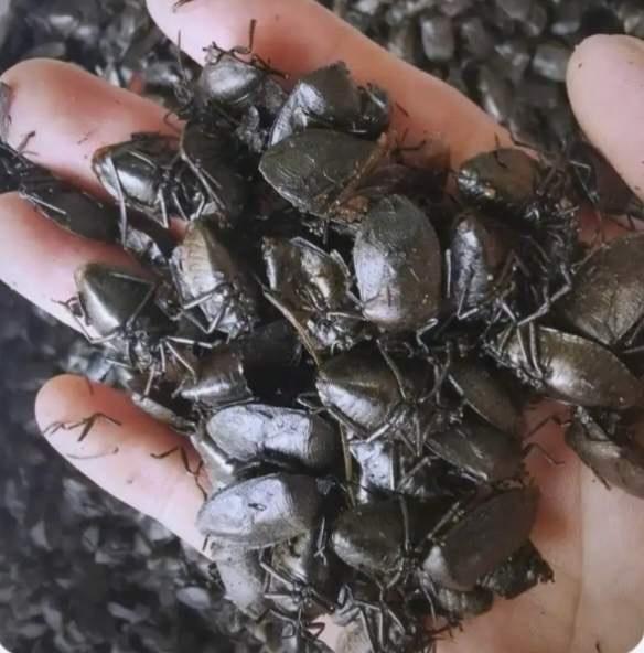 震惊了！近日，四川峨边，很多人跑野外捉“打屁虫”，他们说油炸后下酒可香了！网友：