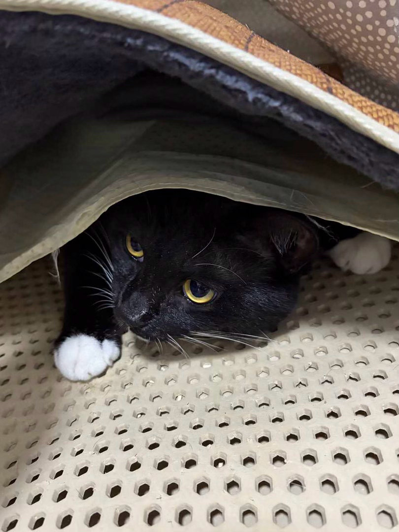“找了半天猫”daily奶牛猫 （投稿：） 