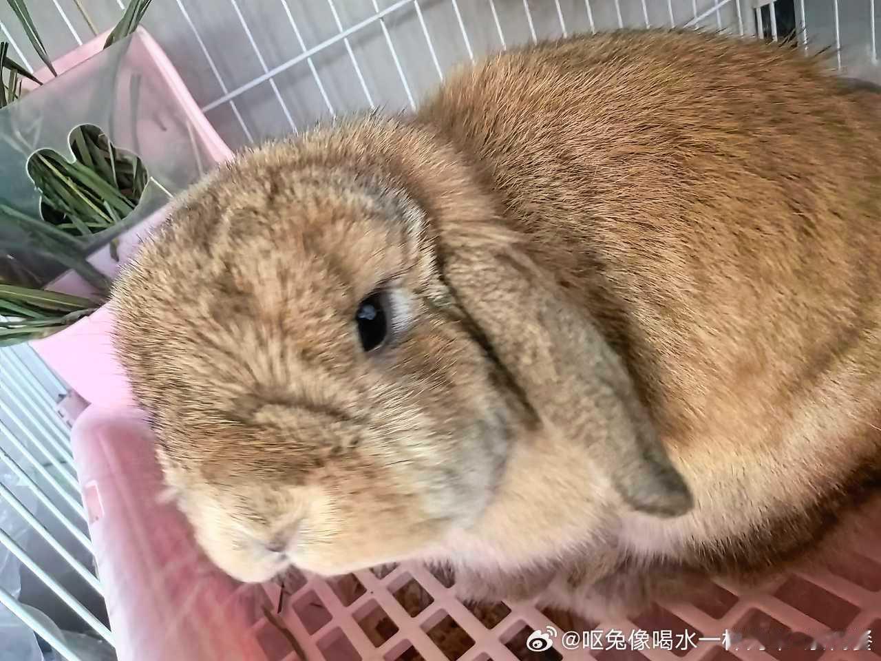 15033🐇【投稿】一只肉包脸在咀嚼，嚼呀嚼 ​​​