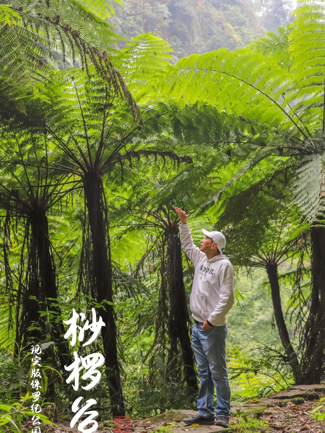 误入侏罗纪公园，桫椤森林茂密，风景超原始