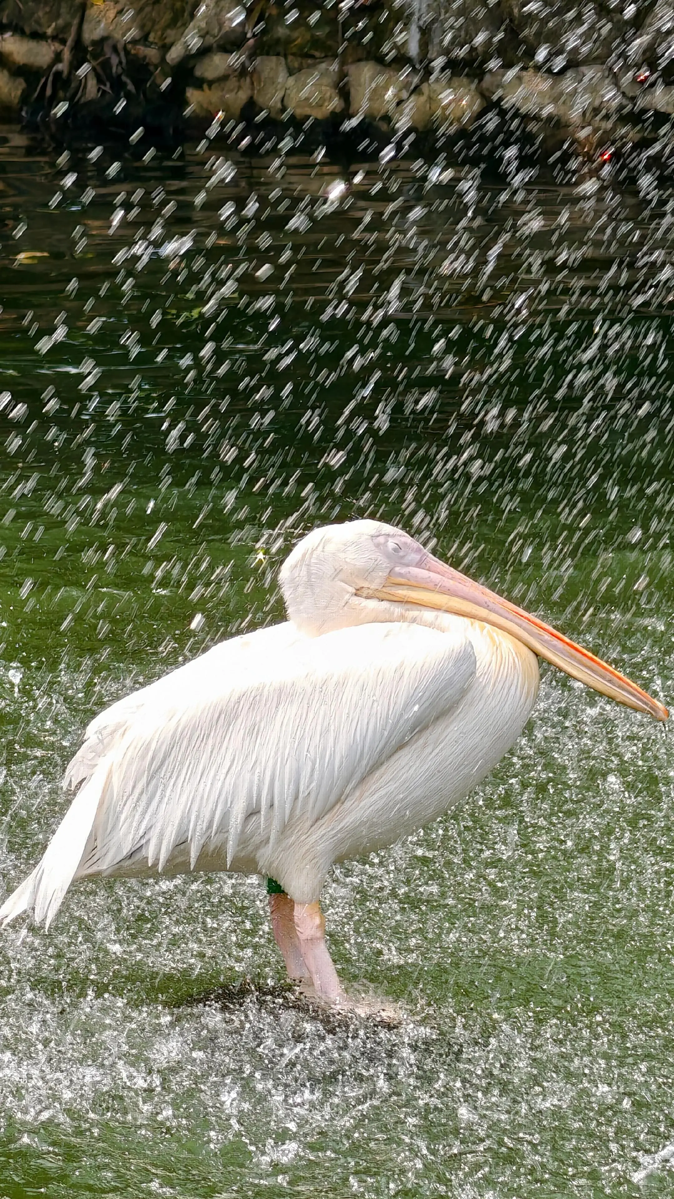 鹈鹕:就让这大雨全都落下啊！