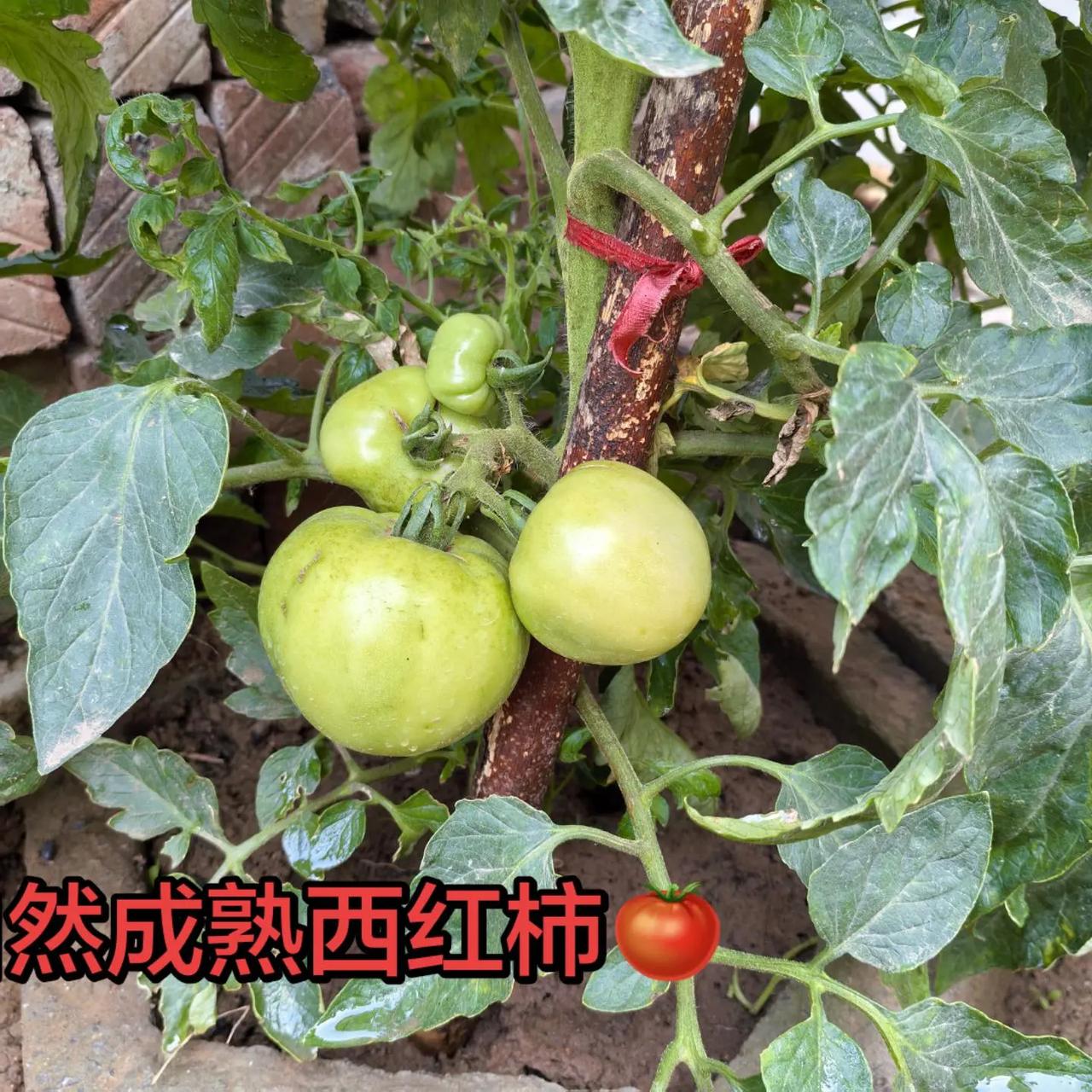 今天的西红柿都快要红了！