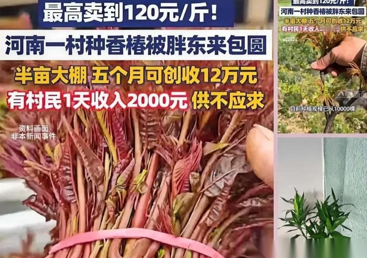 河南一村干部听战友说1斤香椿在上海能卖七八十元，这位村干部还真就信了，二话不说就