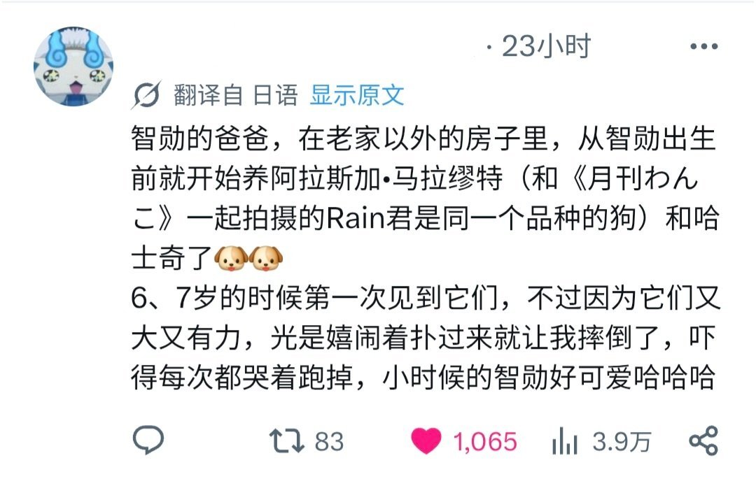 【1w544】胆小萌萌的茶杯犬吖..长大以后和大型犬相处得很好呢 ​​​