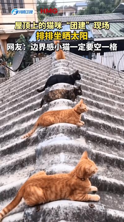 你瞅瞅这视频，看着心里头都暖乎乎嘞！这一群小猫儿吃饱喝足了，齐刷刷蹲房顶上晒太阳