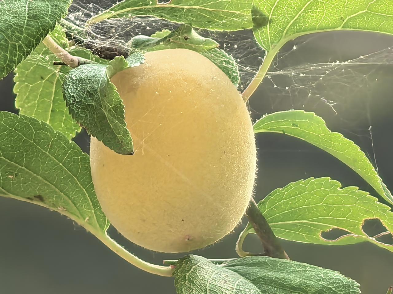“大自然馈赠的甜蜜果实，阳光下的诱人诱惑！”🍎🌞
