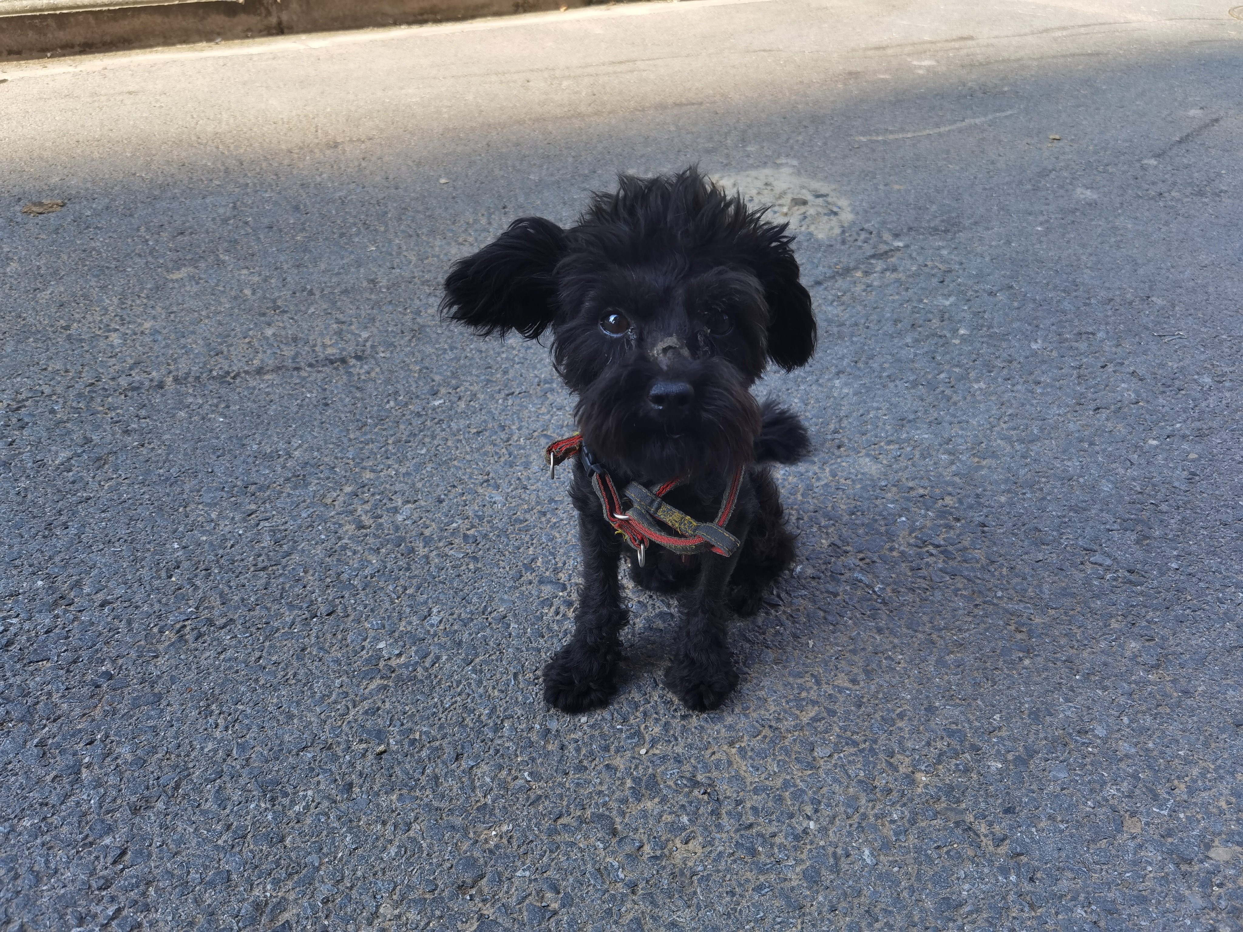 小黑的伤，一路很艰辛 连续敷药10多天终于好得差不多了， 又可以出来愉快的玩耍了