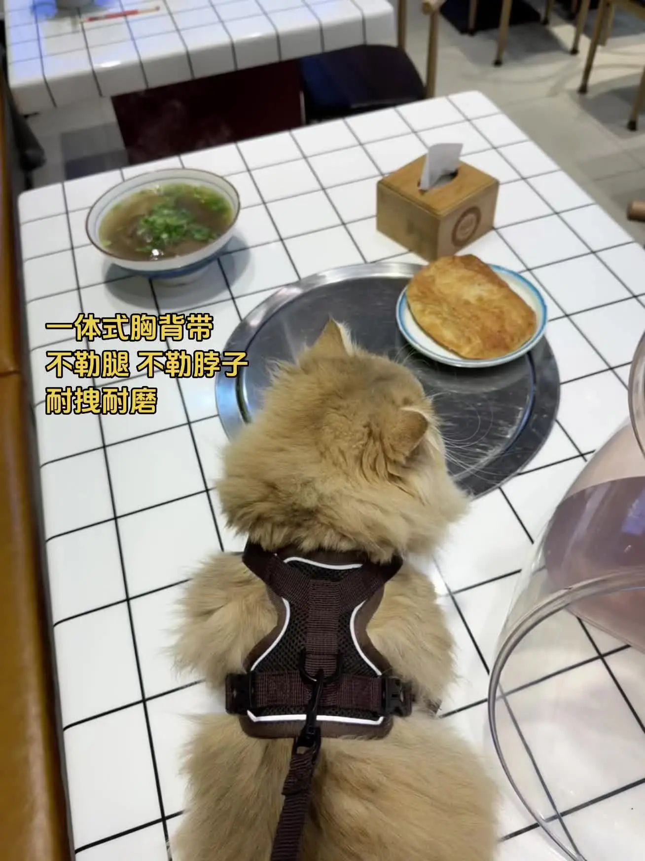 可以带出门的社交小猫谁不爱呀