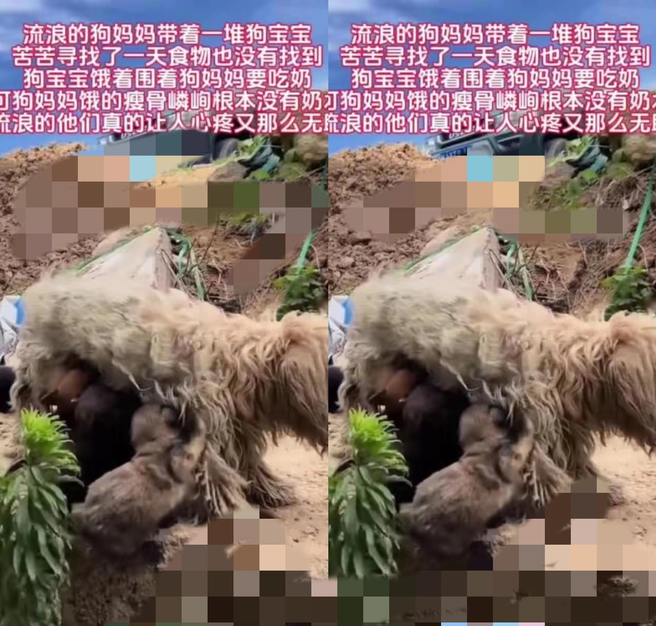 流浪狗妈妈的母爱，真的看哭了！
       瘦得皮包骨头，几天没找到吃的，面对