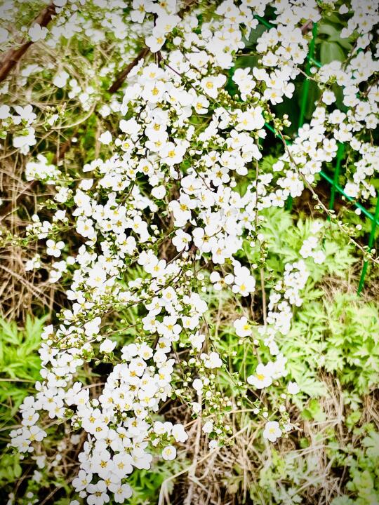 🌸雪柳花：自然界的“枯木逢春”精灵