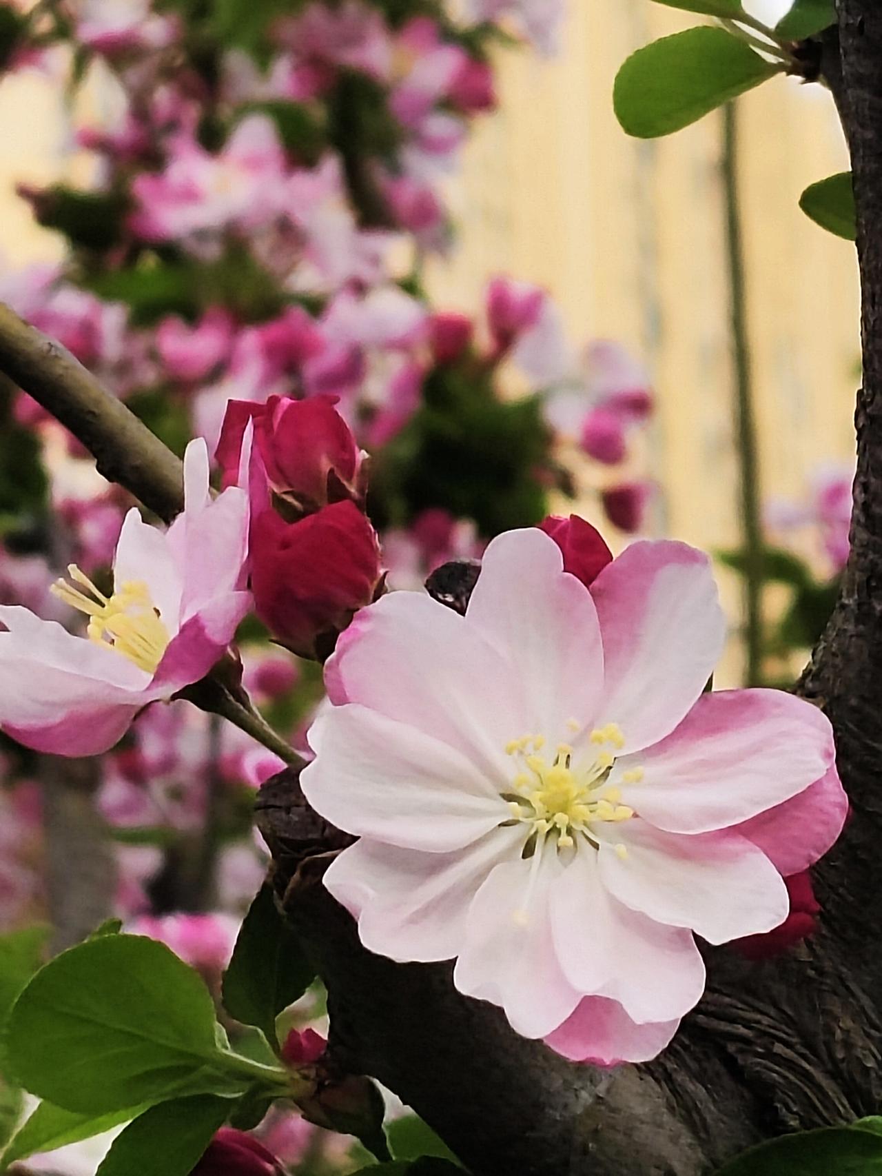 赏花春暖花开的时节，哪儿都是百花公园——我们家门口的洪山溪步道两边的西府海棠花开