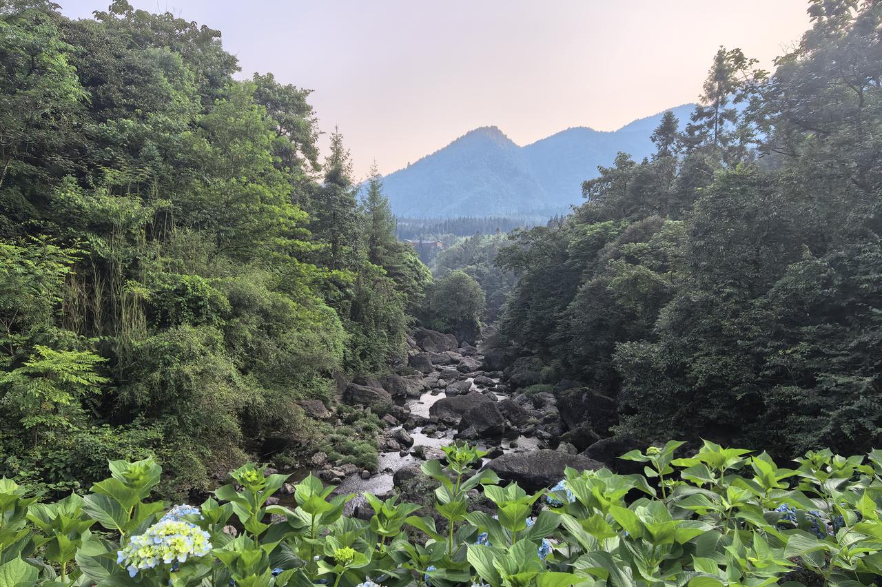 山涧逢绣球，一夏赴清欢｜深藏龙苍沟的山林秘境里，盛夏把浪漫揉进了一簇簇绣球。清翠