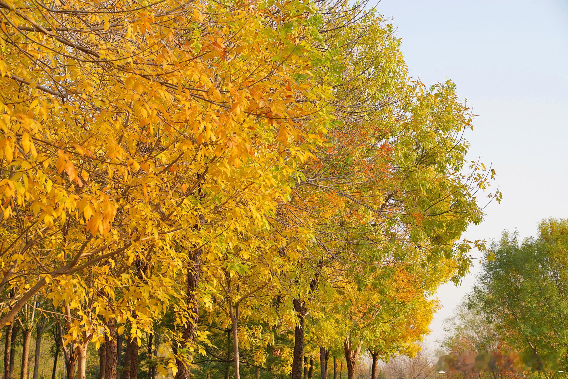🍁美好的秋天，要多出门逛逛~‎一条plog告别十月 ​​​
