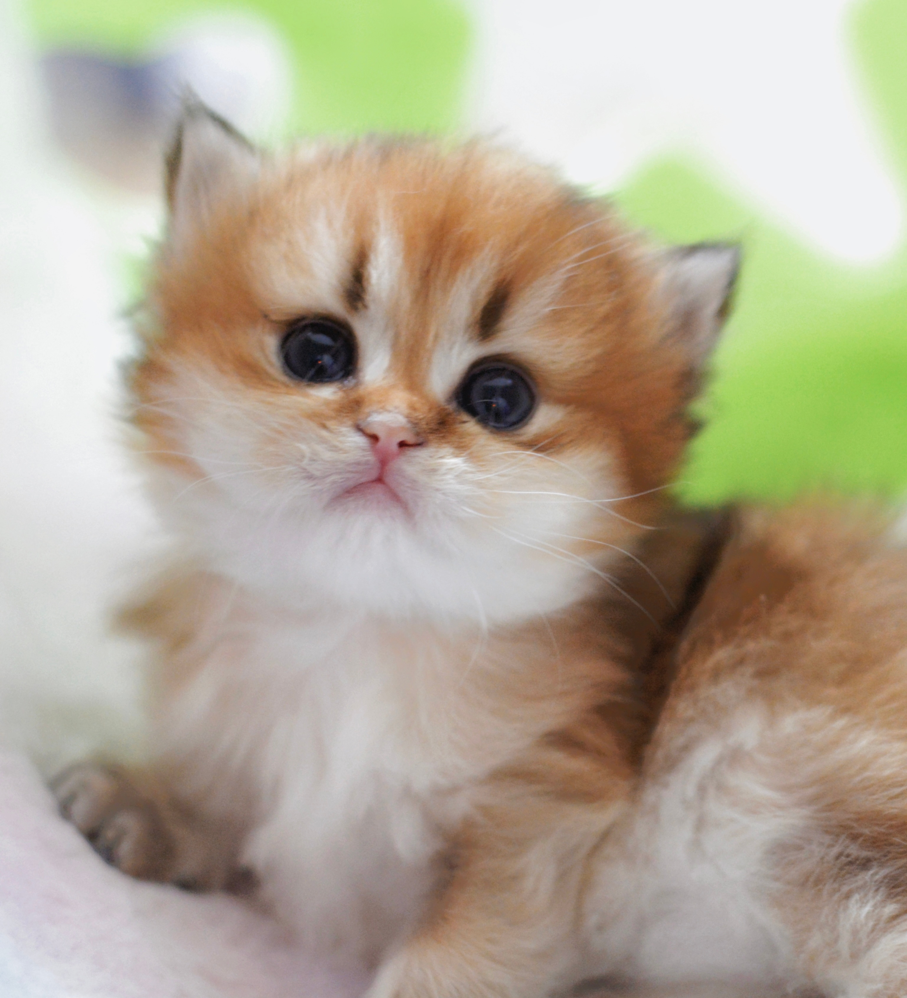 ee们要做个好梦哦#英国长毛猫##金渐层# ​​​