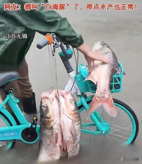 台风“白海豚”造访无锡，还给当地市民捎来了奇特“伴手礼”！暴雨河水漫上马路，不少