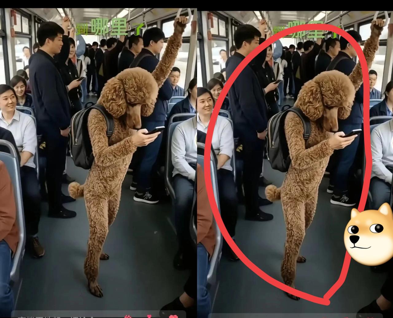 当“贵宾犬成精挤公交”刷爆屏幕，这届网友的脑洞到底有多野？
 
    公交上居