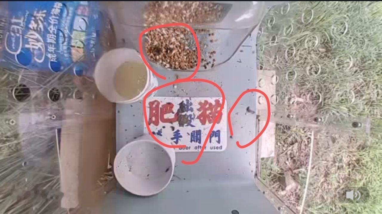 莫非刺猬不喜欢在湿地排泄？一夜大雨过后猫屋里全是刺猬粑粑，还爬进猫粮桶里拉！忍着