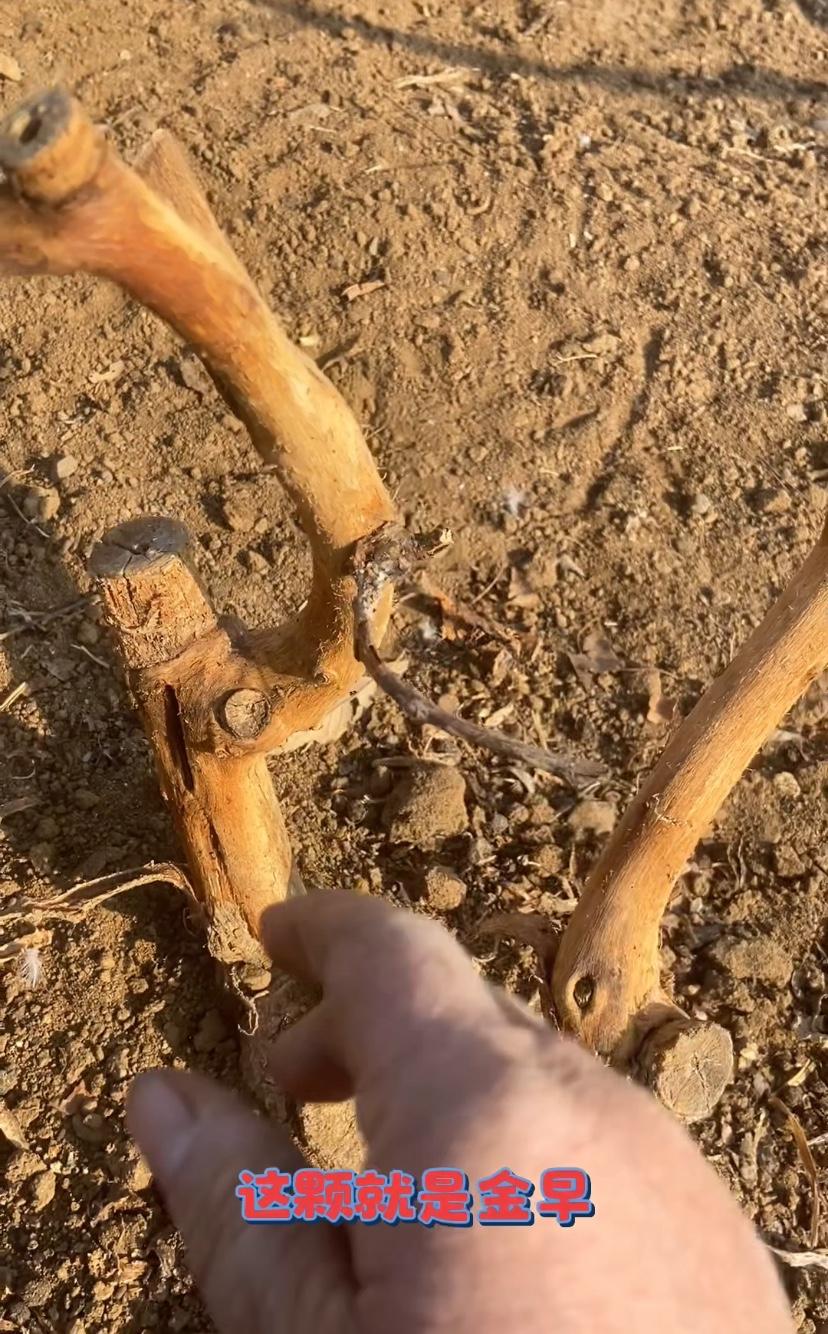 种无花果我有惨痛教训，金奥芬说起来相对耐寒，能耐受-10℃，可我还是冻死了二十多