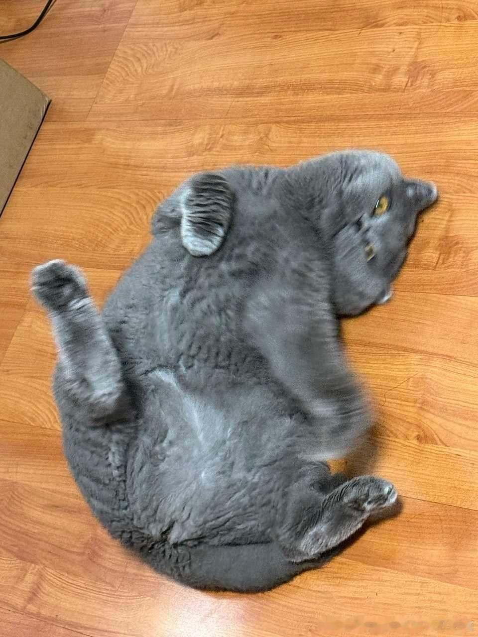 50593【丑猫】宝子你是猫还是一条肥肥的斯内克。 