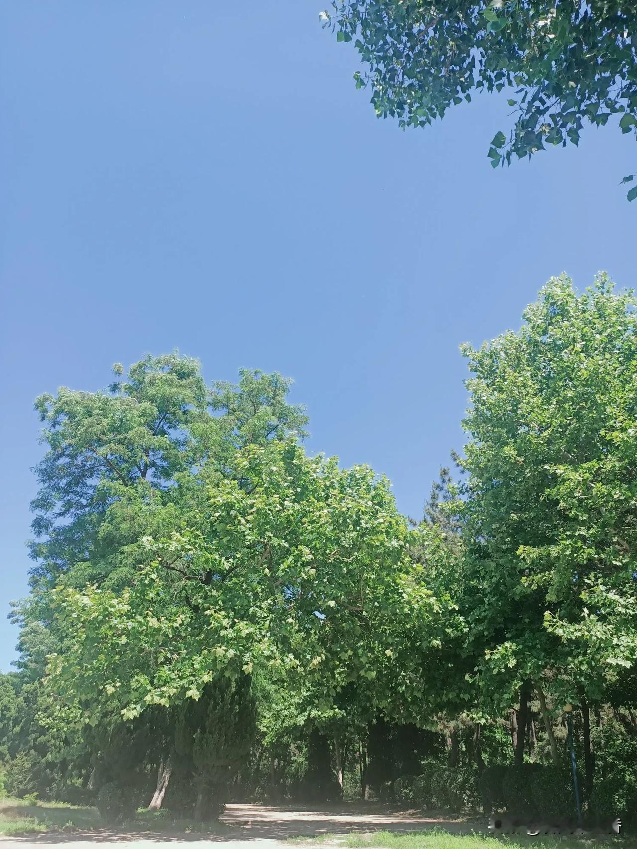 分享一张你最近相册里治愈的随手拍海滨森林的天空，无一丝云彩，是湛藍、是瓦蓝。