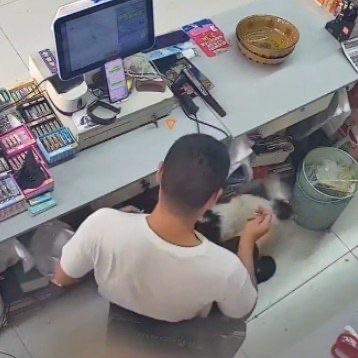 谁能想到，当初亲手把病重的小狗留在宠物医院，连最后一面都没敢多等，转头就以为这辈