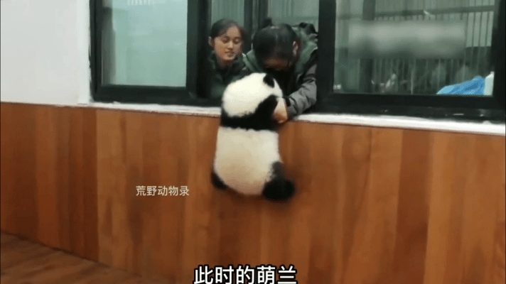 萌兰的聪明，因为聪明所以可爱，还是既聪明又可爱。

从小与众不同的高智商，可是他
