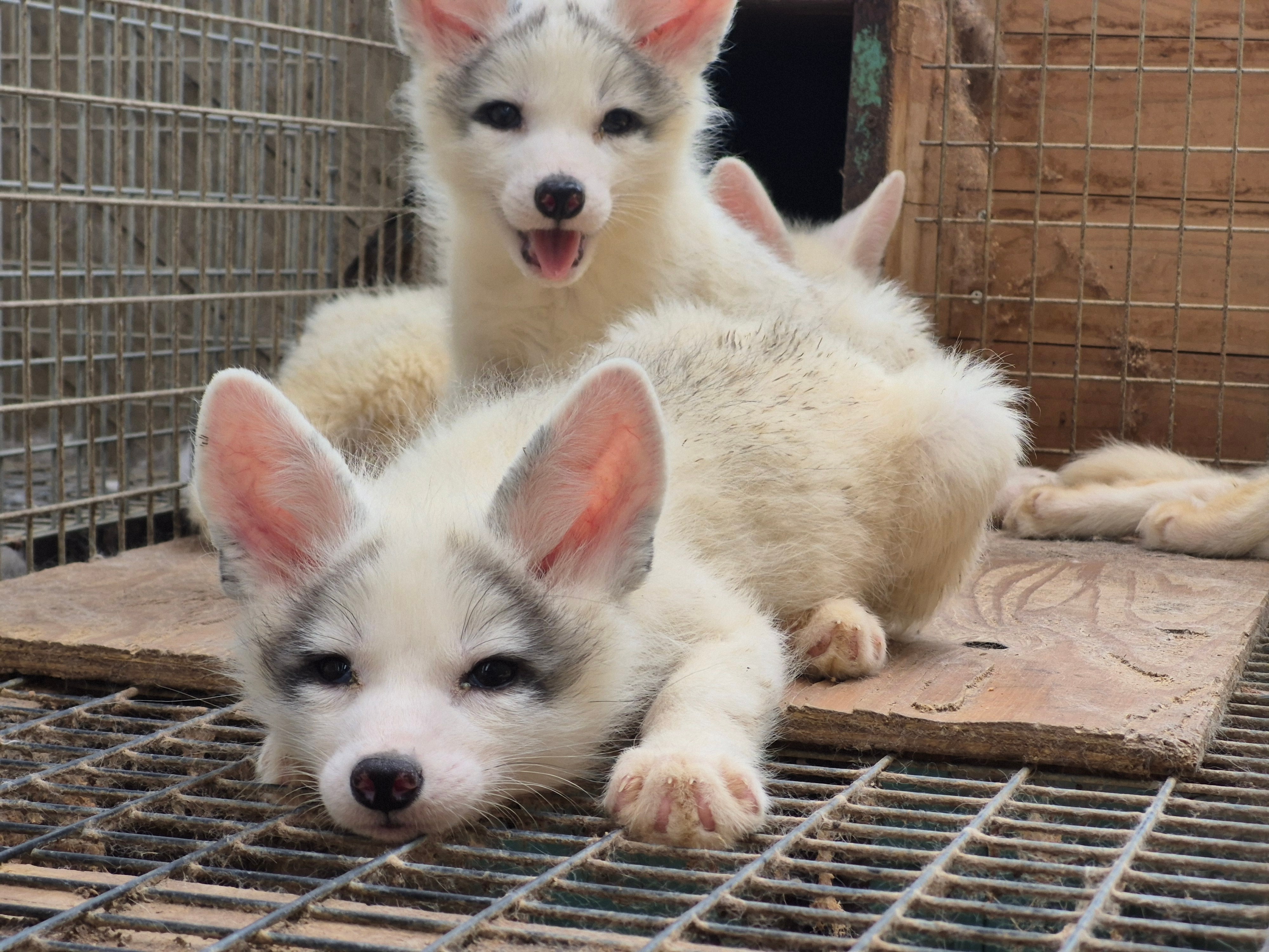 狐狸 看起来玩累了的样子©️kon_fox_village 