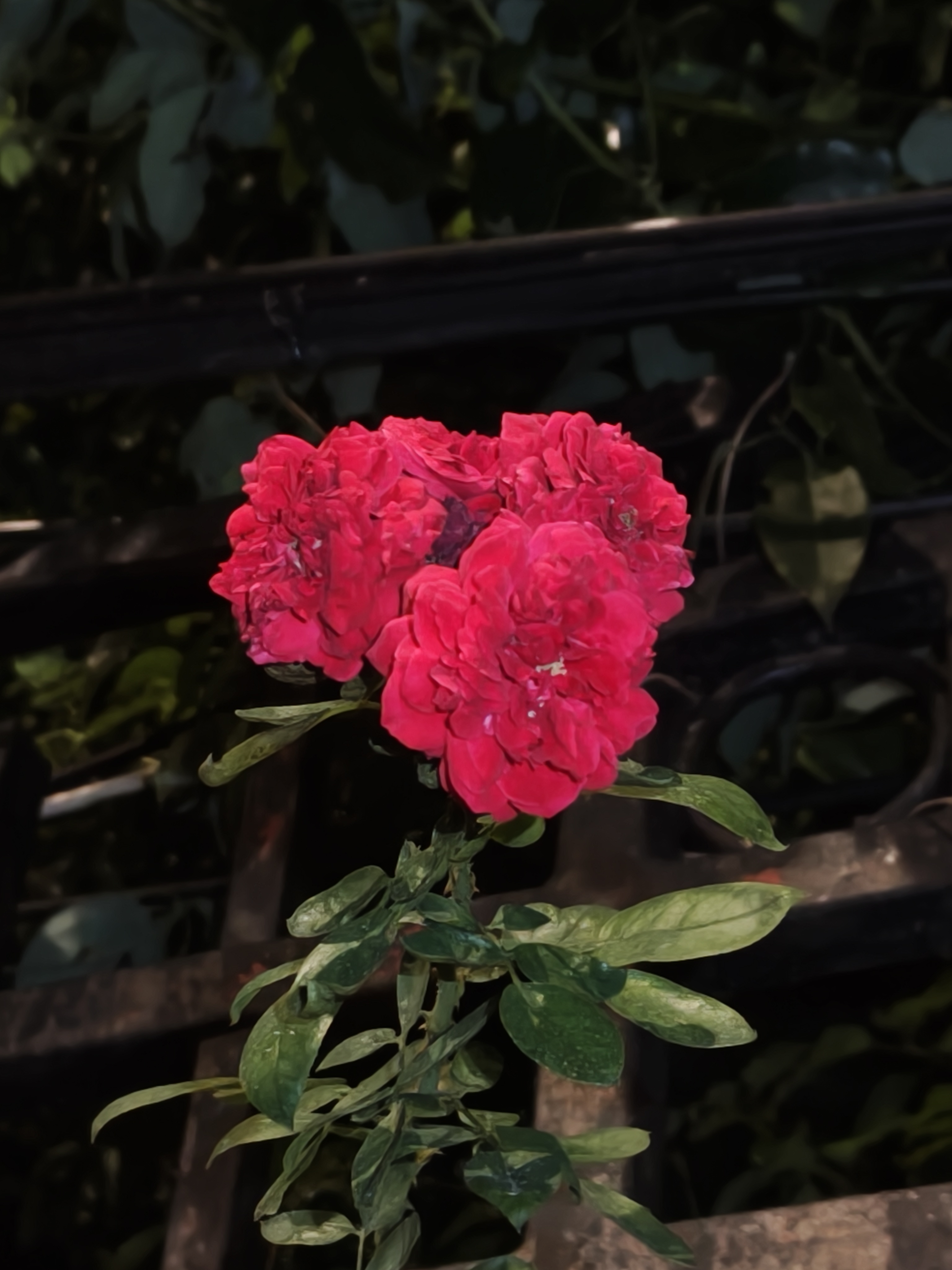 路上碰到的唯一一枝花有五朵下班趁路上没啥人去拍的[笑cry][笑cry]第二天早