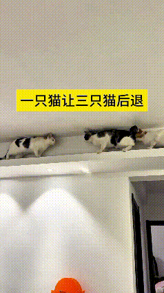 哎呀妈呀老铁！瞅瞅咱家这小花猫，那气场嘎嘎霸道！
墙上本来蹲着三只猫，人家压根不