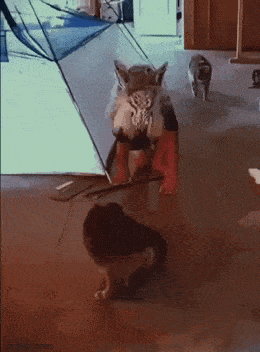 猫猫早已看穿一切 ​​​