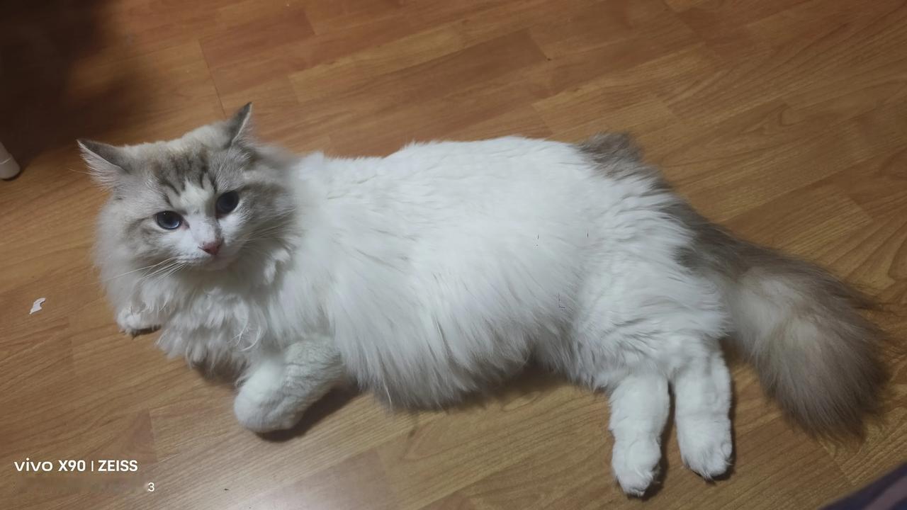能晒一下你家猫咪慵懒的样子吗总是那么阔爱，无论睡的多香，喊他立马把头抬起来看镜头