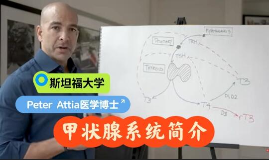 Dr.Peter Attia：甲状腺系统简介（二）