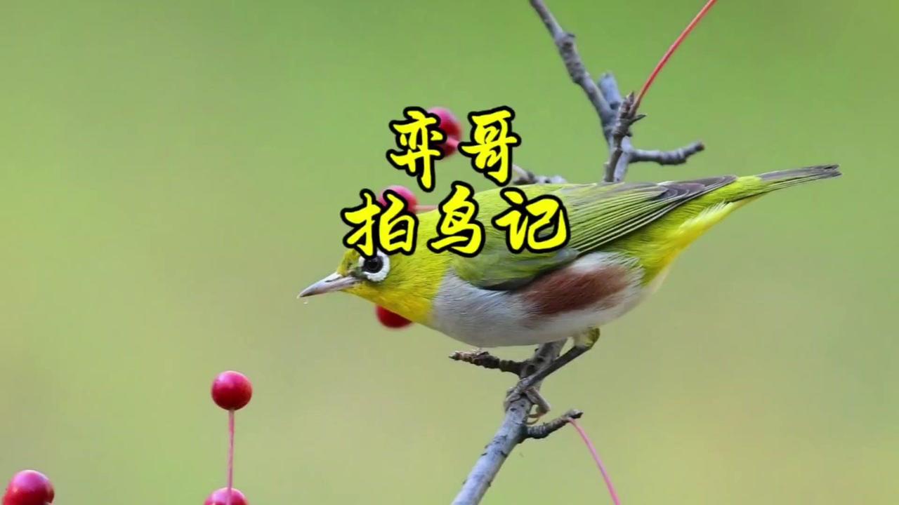 ✨来玩发现了一只小鸟，好像是柳莺，大小和柳莺差不多大呀💖

🌟它在前方飞来飞