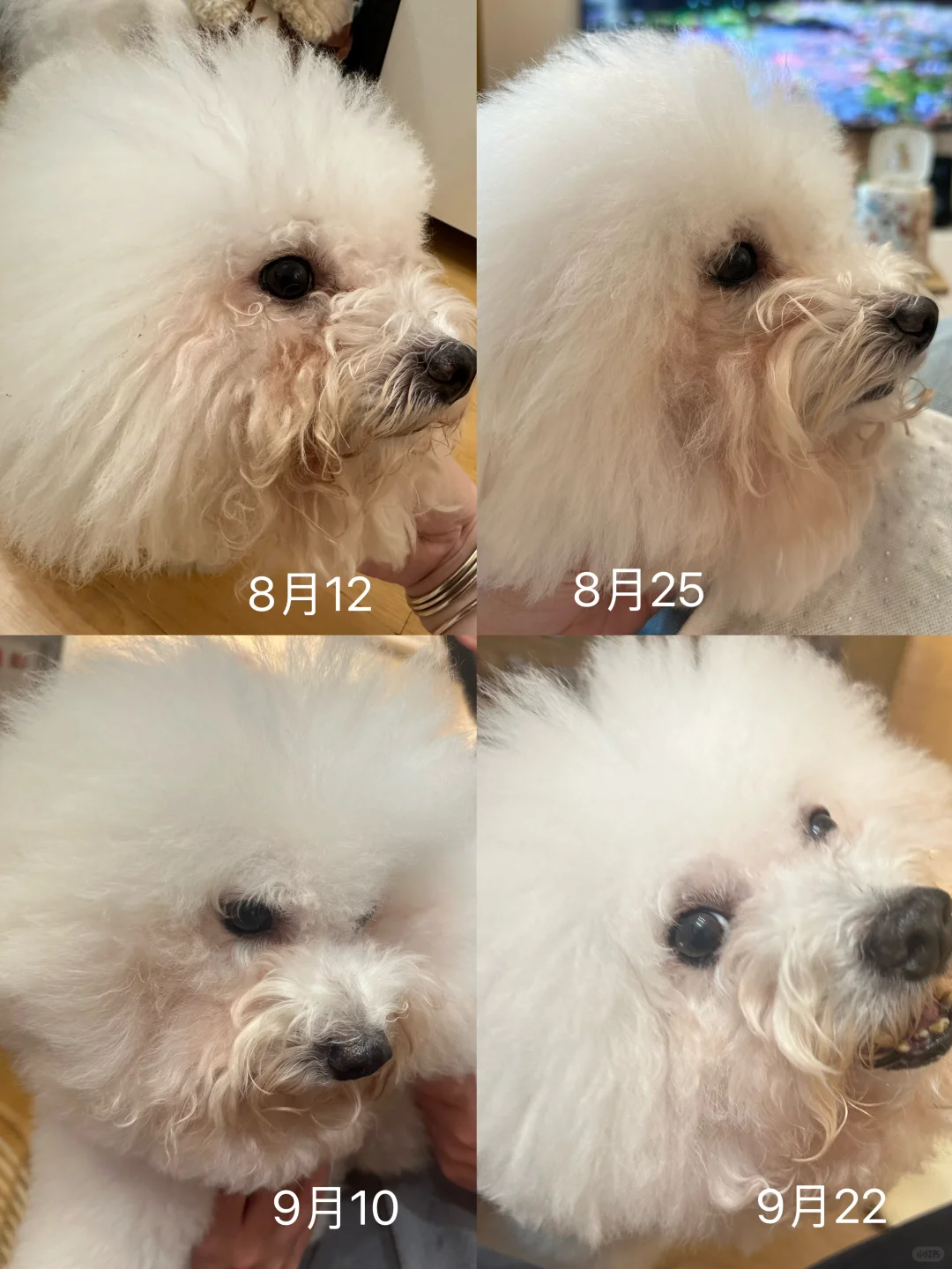 👶比熊宝宝泪痕大作战 | MY CUTENESS泪痕套