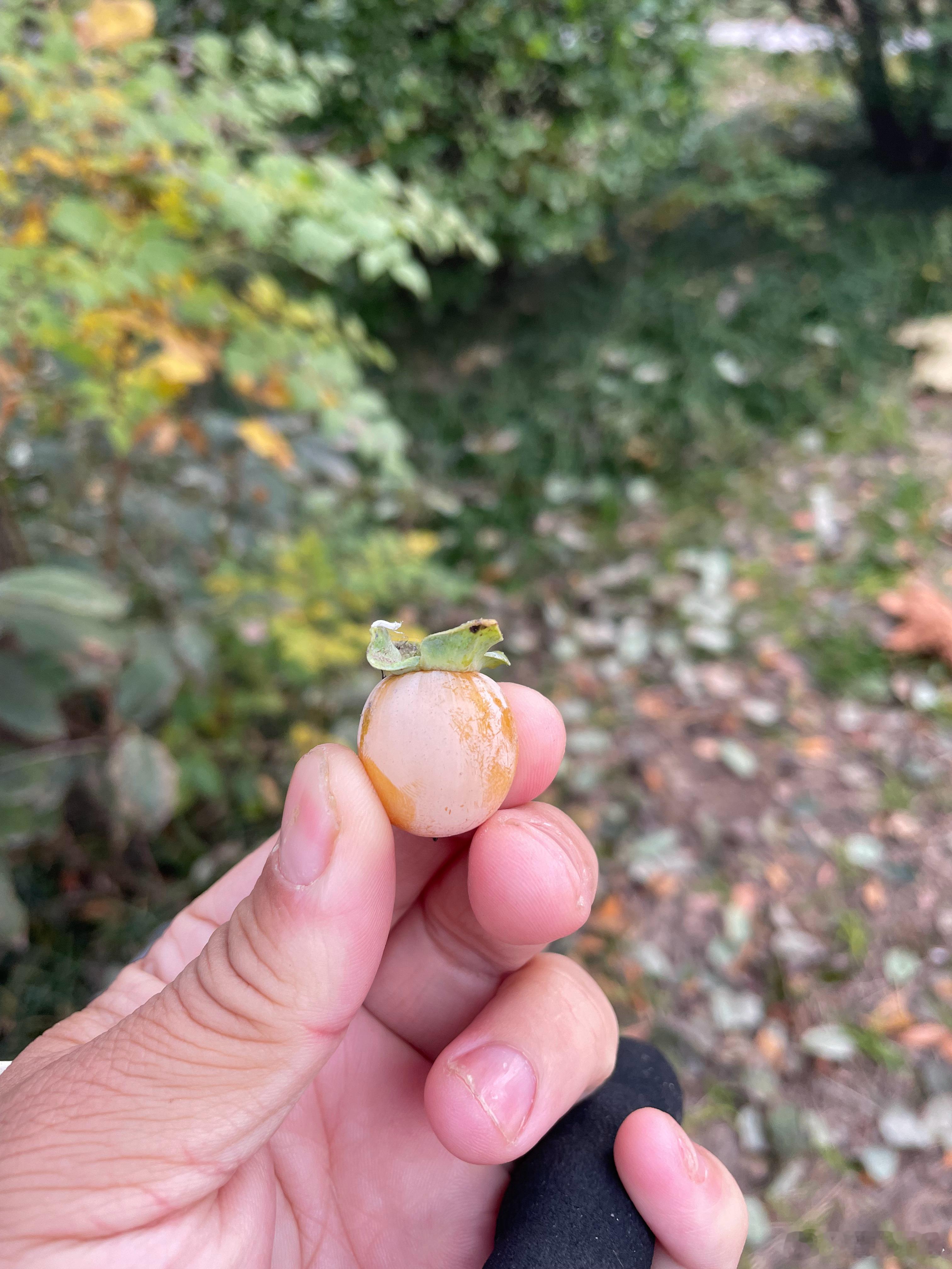 这么小的柿子早安柿子 ​​​