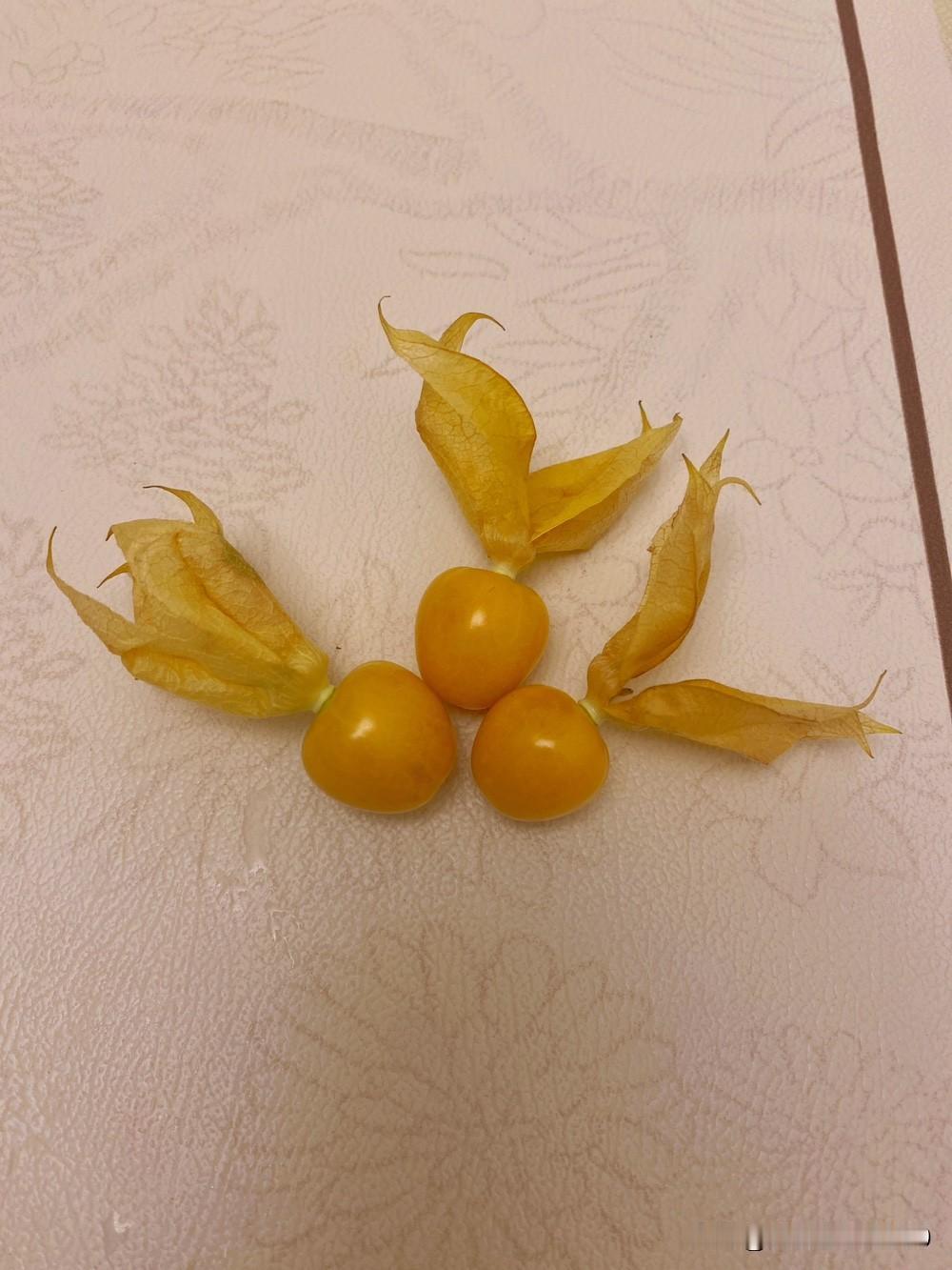 昨天在市场看到卖洋菇娘的12元一斤，就买了一斤回来。

这个洋菇娘的品种叫小金豆