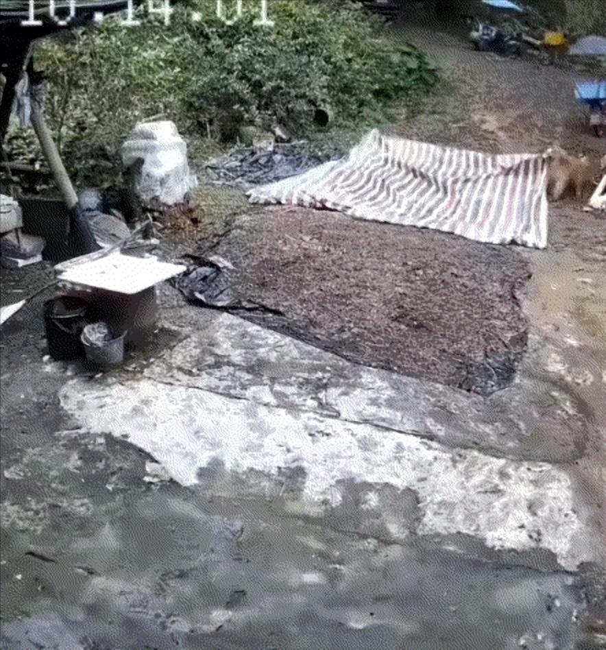 “太暖心！”广东农户晾晒玉米，临时外出突遇天气突变，心中万分焦急，急忙折返家中抢