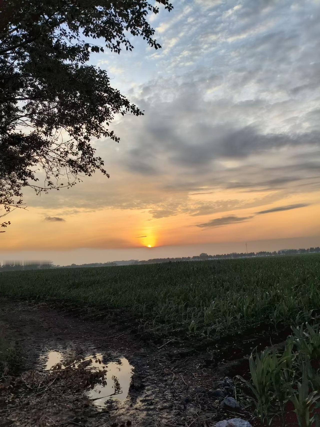 分享一张最近随手拍的照片。夕阳下的田间寂静又美丽，放眼望去郁郁葱葱，农民兄弟期盼