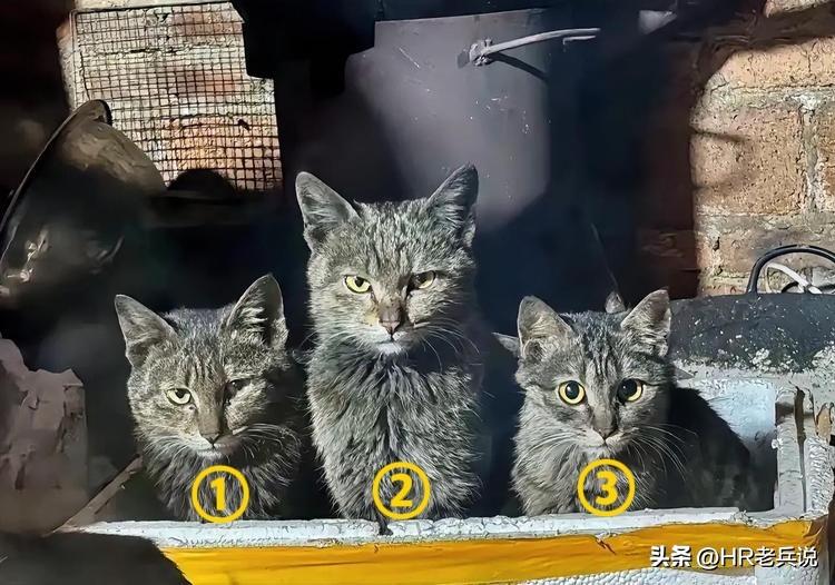 作为一个hr，为什么我一直在宣扬大家在跳槽到新单位时，相比于马上玩命投入工作来证